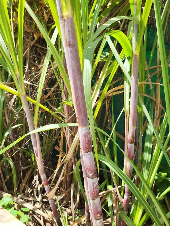 Case Rouge Les Abymes 0*,  Guadeloupe